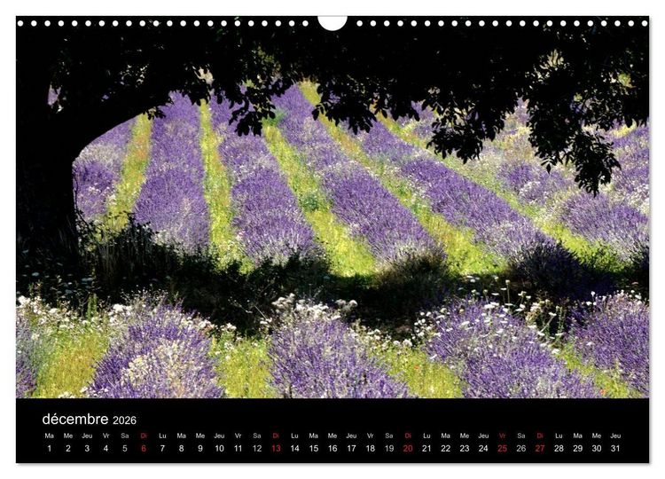 Produktbild: Lavande, l'or bleu de Provence (Calendrier mural 2026 DIN A3 vertical), CALVENDO calendrier mensuel