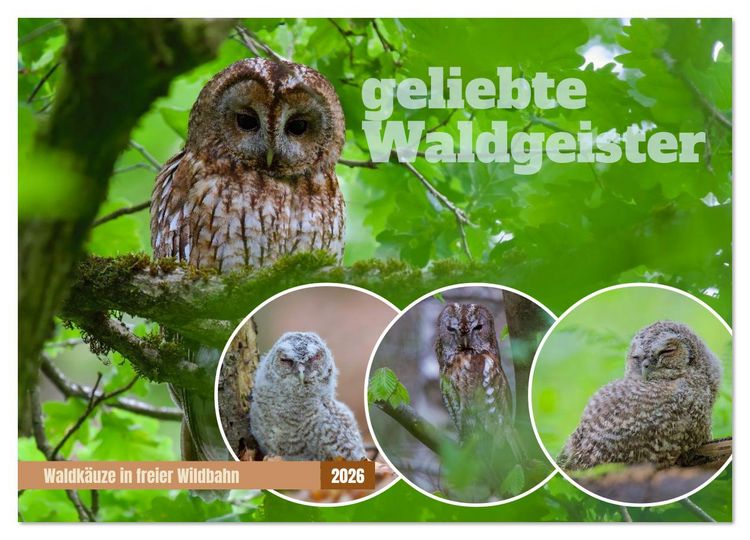 Produktbild: geliebte Waldgeister (Wandkalender 2026 DIN A2 quer), CALVENDO Monatskalender