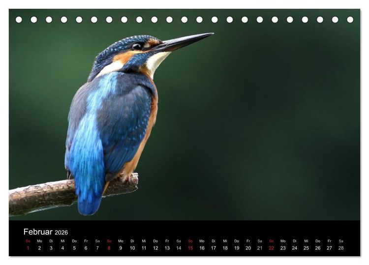 Produktbild: IM LAND DER EISV&Ouml;GEL (Tischkalender 2026 DIN A5 quer), CALVENDO Monatskalender