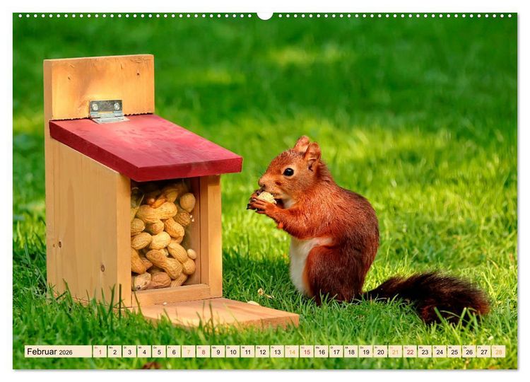 Produktbild: Eichh&ouml;rnchen - immer wieder s&uuml;&szlig; (Wandkalender 2026 DIN A2 quer), CALVENDO Monatskalender