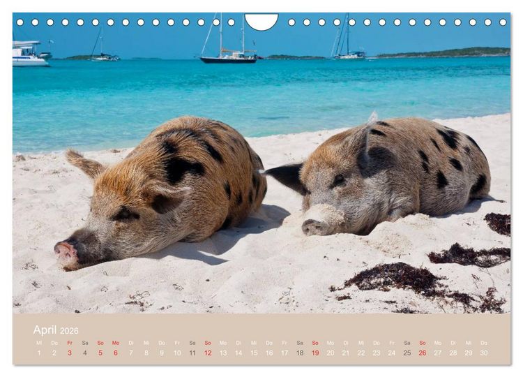 Produktbild: Schwimmende Schweine auf den Bahamas! (Wandkalender 2026 DIN A4 quer), CALVENDO Monatskalender