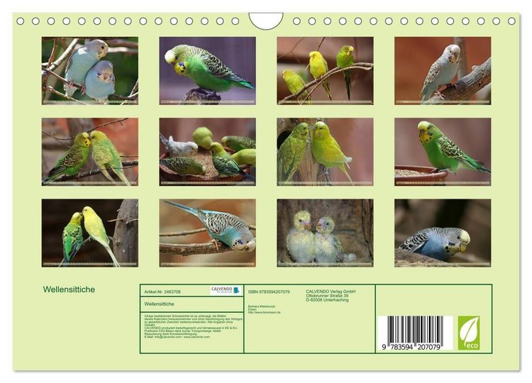 Produktbild: Wellensittiche (Wandkalender 2027 DIN A4 quer), CALVENDO Monatskalender