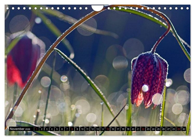 Produktbild: Die Schachbrettblume (Wandkalender 2026 DIN A4 quer), CALVENDO Monatskalender
