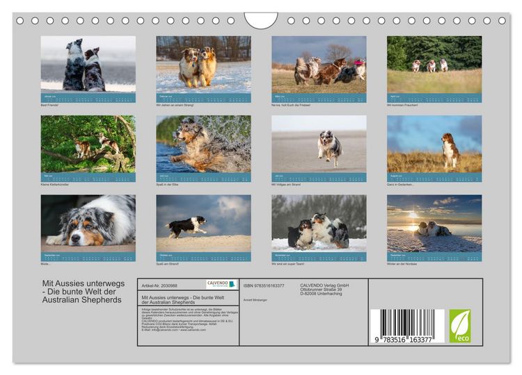 Produktbild: Mit Aussies unterwegs - Die bunte Welt der Australian Shepherds (Wandkalender 2026 DIN A4 quer), CALVENDO Monatskalender