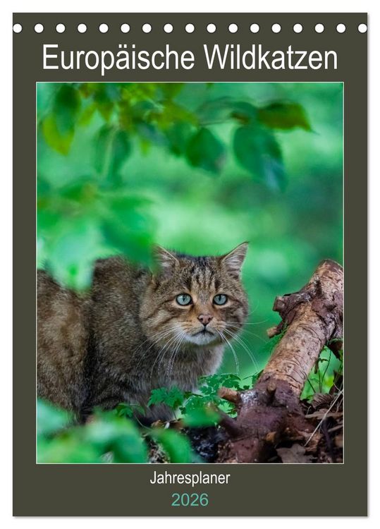 Produktbild: Europ&auml;ische Wildkatzen - Jahresplaner (Tischkalender 2026 DIN A5 hoch), CALVENDO Monatskalender