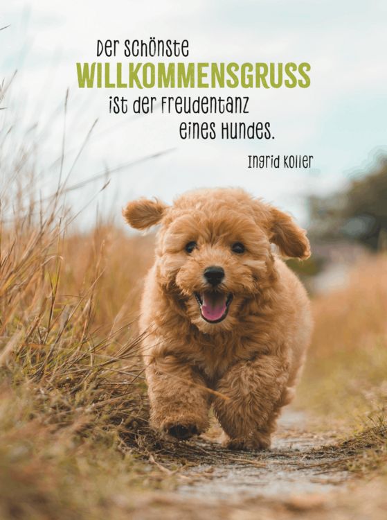 Produktbild: Hunde sind die besten Freunde