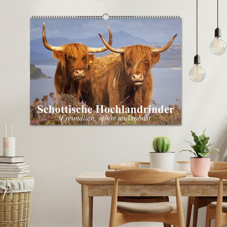Produktbild: Schottische Hochlandrinder. Freundlich, sch&ouml;n und robust (Wandkalender 2026 DIN A2 quer), CALVENDO Monatskalender