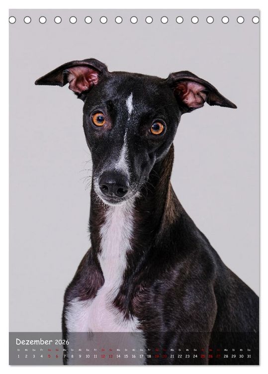 Produktbild: Whippets im Portrait (Tischkalender 2026 DIN A5 hoch), CALVENDO Monatskalender