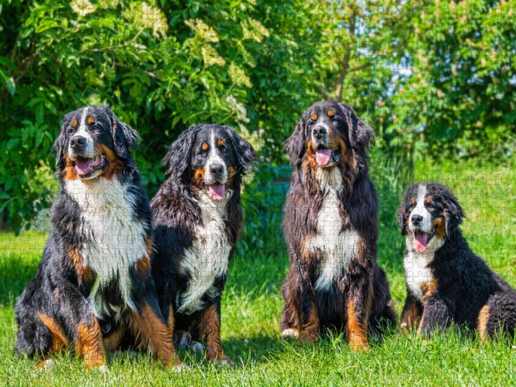 Produktbild: CALVENDO Puzzle Vier Sch&ouml;nheiten - Berner Sennenhunde | 1000 Teile Lege-Gr&ouml;&szlig;e 64x48cm Foto-Puzzle f&uuml;r gl&uuml;ckliche Stunden
