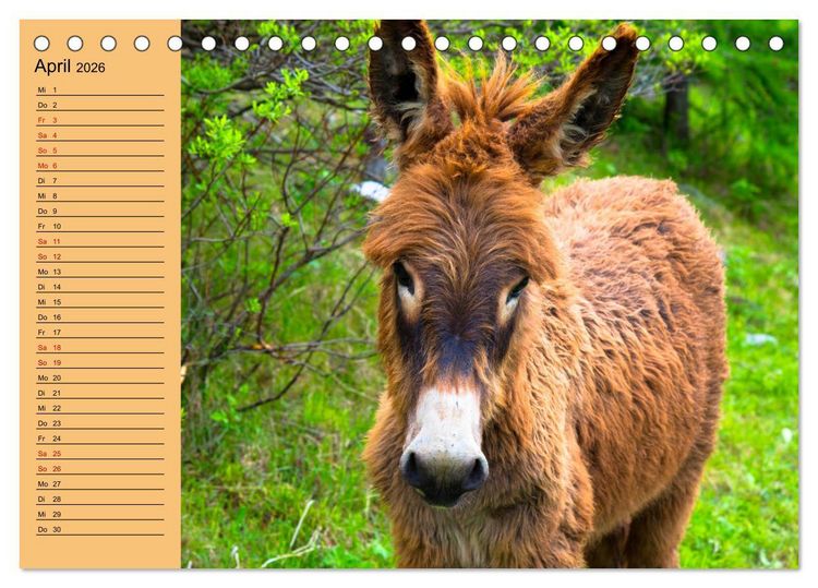 Produktbild: Liebenswerte Esel (Tischkalender 2026 DIN A5 quer), CALVENDO Monatskalender
