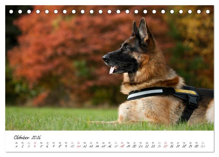 Produktbild: Deutscher Sch&auml;ferhund / CH-Version (Tischkalender 2026 DIN A5 quer), CALVENDO Monatskalender