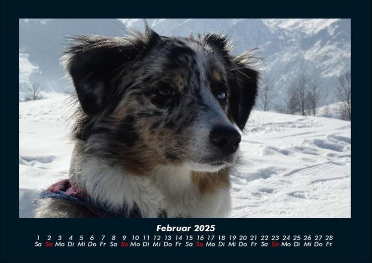 Produktbild: Der Hundekalender 2025 Fotokalender DIN A4