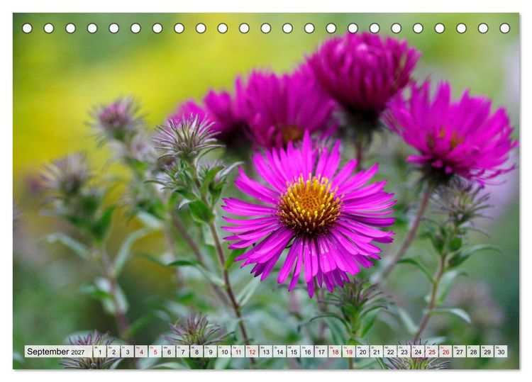 Produktbild: Herzensblumen (Tischkalender 2027 DIN A5 quer), CALVENDO Monatskalender