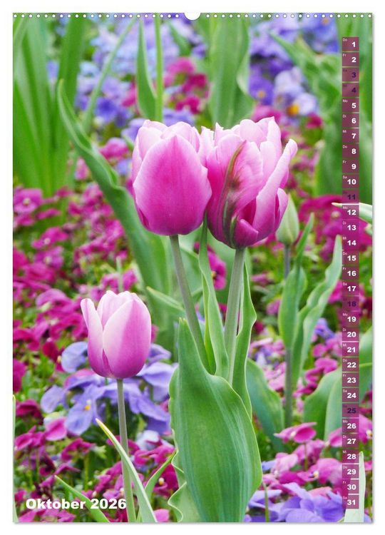 Produktbild: Bunte Tulpenpracht (hochwertiger Premium Wandkalender 2026 DIN A2 hoch), Kunstdruck in Hochglanz