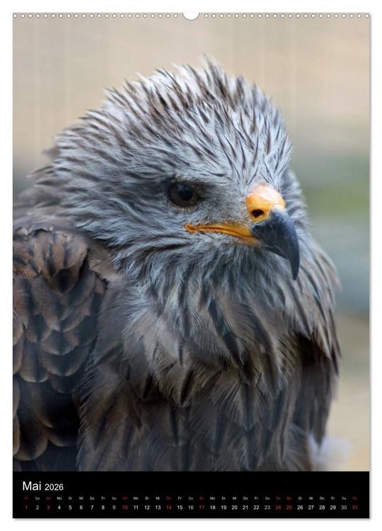 Produktbild: Scharfe Krallen, scharfe Augen, Greifv&ouml;gel und Eulen im Wildpark (hochwertiger Premium Wandkalender 2026 DIN A2 hoch), Kunstdruck in Hochglanz