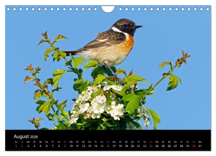 Produktbild: V&ouml;gel (Wandkalender 2026 DIN A4 quer), CALVENDO Monatskalender