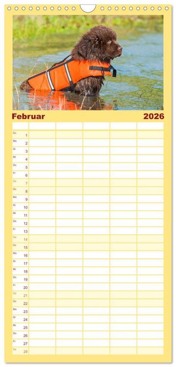 Produktbild: Familienplaner 2026 - Neufundl&auml;nder - Ein b&auml;renstarker Freund mit 5 Spalten (Wandkalender, 21 x 45 cm) CALVENDO
