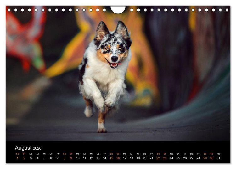 Produktbild: Australian Shepherd - Vielfalt in einer Rasse (Wandkalender 2026 DIN A4 quer), CALVENDO Monatskalender