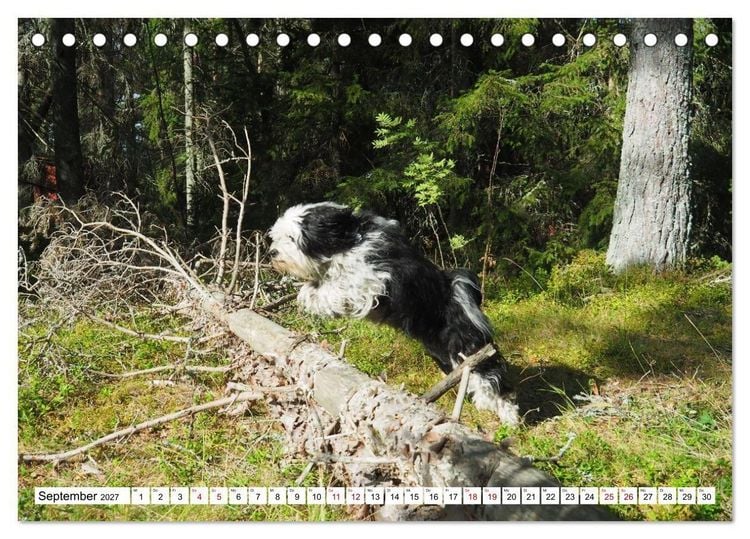 Produktbild: Tibet-Terrier - Eine Hunderasse mit Charakter (Tischkalender 2027 DIN A5 quer), CALVENDO Monatskalender
