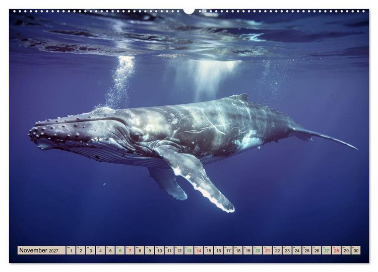Produktbild: Gro&szlig;tiere - Weltweit (hochwertiger Premium Wandkalender 2027 DIN A2 quer), Kunstdruck in Hochglanz