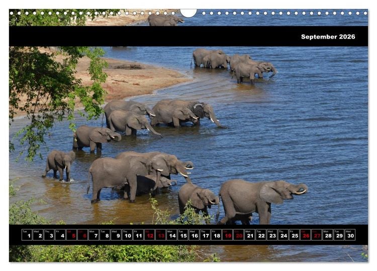 Produktbild: Elephants of Botswana (Wall Calendar 2026 DIN A3 landscape), CALVENDO 12 Month Wall Calendar