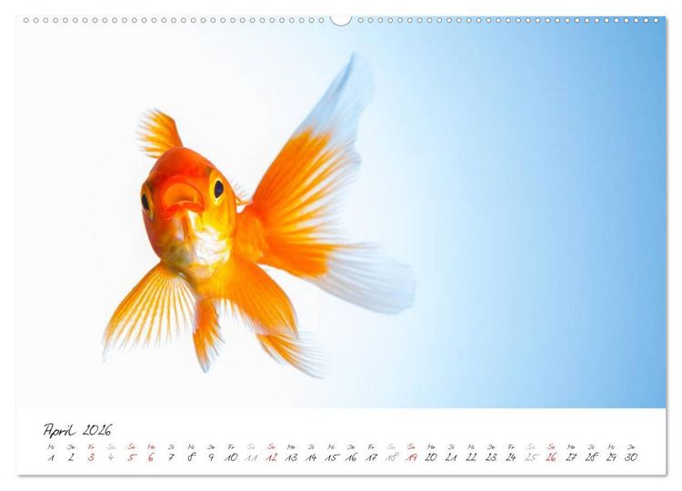 Produktbild: Goldy - mein Goldfisch (hochwertiger Premium Wandkalender 2026 DIN A2 quer), Kunstdruck in Hochglanz