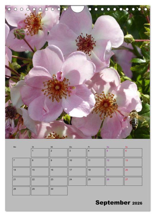 Produktbild: Rosen - Symbol der Liebe und Verehrung (Wandkalender 2026 DIN A4 hoch), CALVENDO Monatskalender