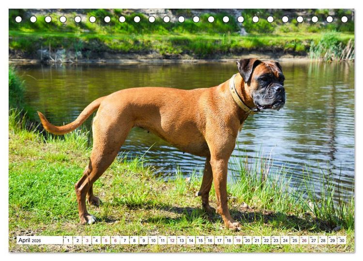 Produktbild: Muskelprotz Boxer (Tischkalender 2026 DIN A5 quer), CALVENDO Monatskalender