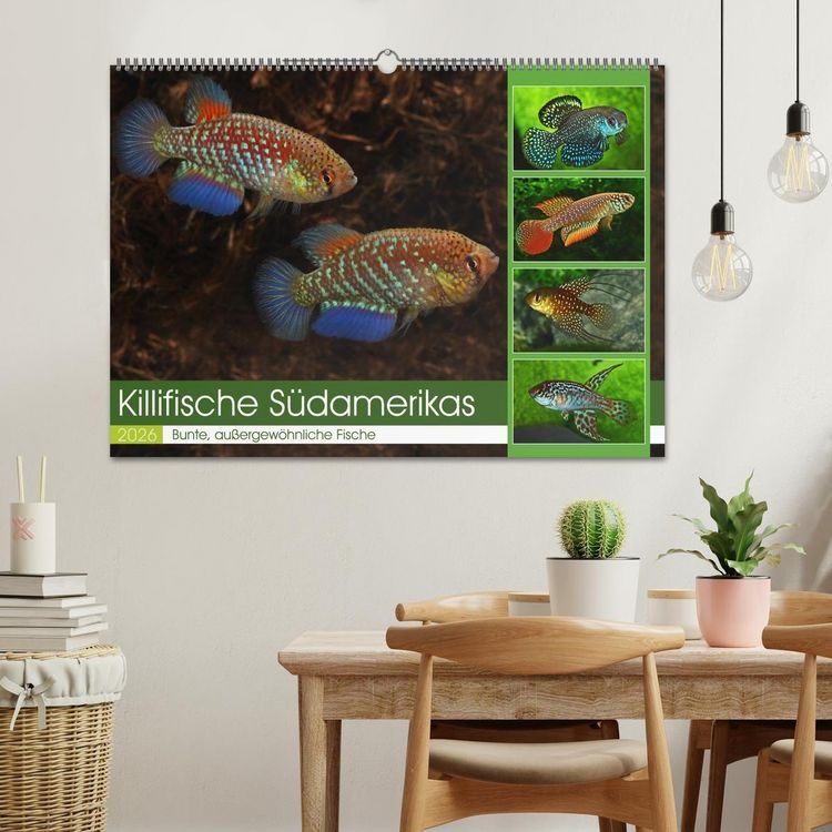 Produktbild: Killifische S&uuml;damerikas (Wandkalender 2026 DIN A2 quer), CALVENDO Monatskalender