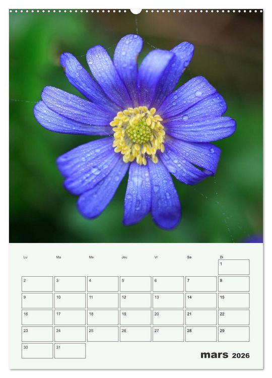 Produktbild: Les fleurs, &eacute;ternelles &eacute;phem&egrave;res (Calendrier mural 2026 DIN A2 horizontal) calendrier de bureau