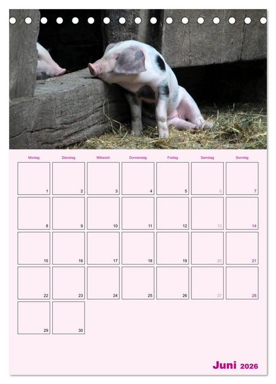Produktbild: Schweinischer Terminplaner (Tischkalender 2026 DIN A5 hoch), CALVENDO Monatskalender