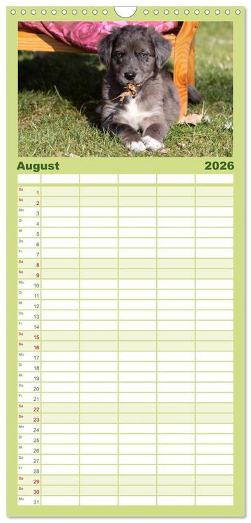 Produktbild: Familienplaner 2026 - Der Hundewelpen-Geburtstagskalender mit 5 Spalten (Wandkalender, 21 x 45 cm) CALVENDO