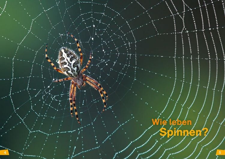 Produktbild: WAS IST WAS Erstes Lesen Band 24. Spinnen