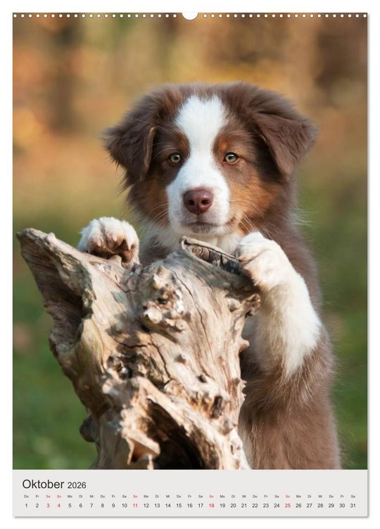 Produktbild: Hundewelpen (hochwertiger Premium Wandkalender 2026 DIN A2 hoch), Kunstdruck in Hochglanz