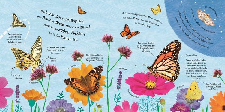 Produktbild: Wie wird die Raupe zum Schmetterling?
