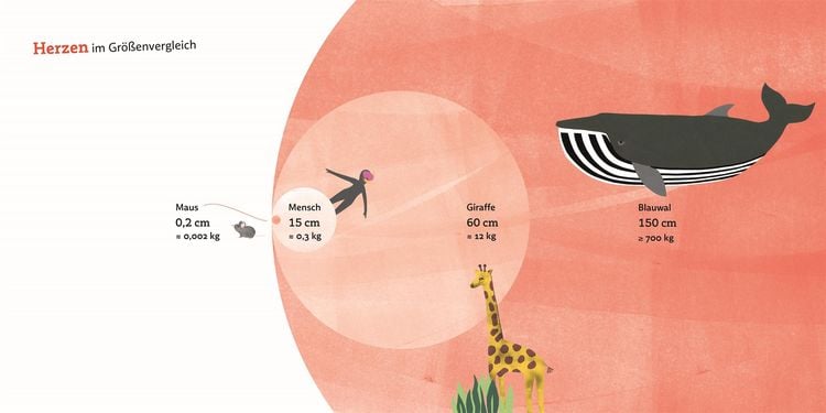 Produktbild: Die kleine Qualle auf der Suche nach dem Poch