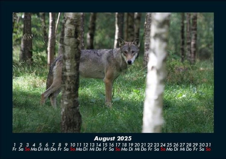 Produktbild: Waldzauber 2025 Fotokalender DIN A5
