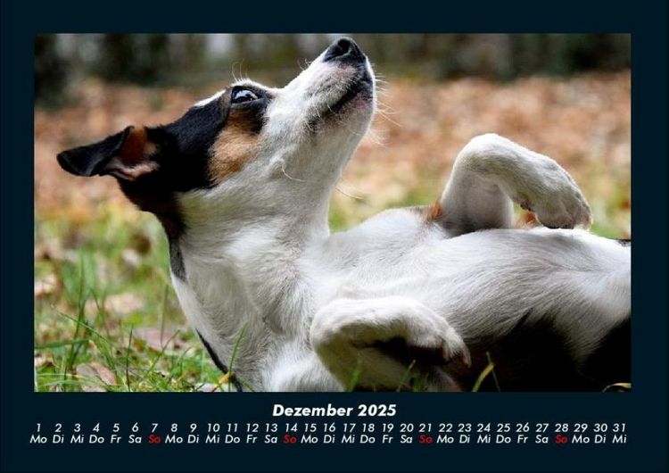 Produktbild: Der Hundekalender 2025 Fotokalender DIN A4