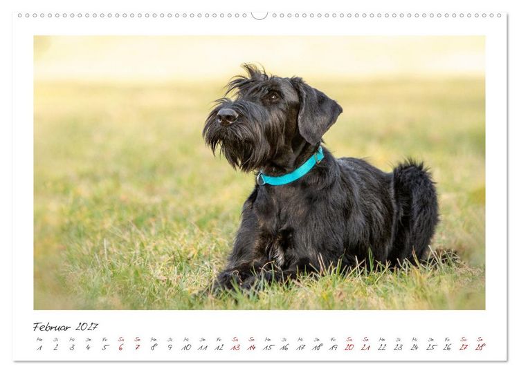 Produktbild: Riesenschnauzer - Treue Partner (Wandkalender 2027 DIN A2 quer), CALVENDO Monatskalender