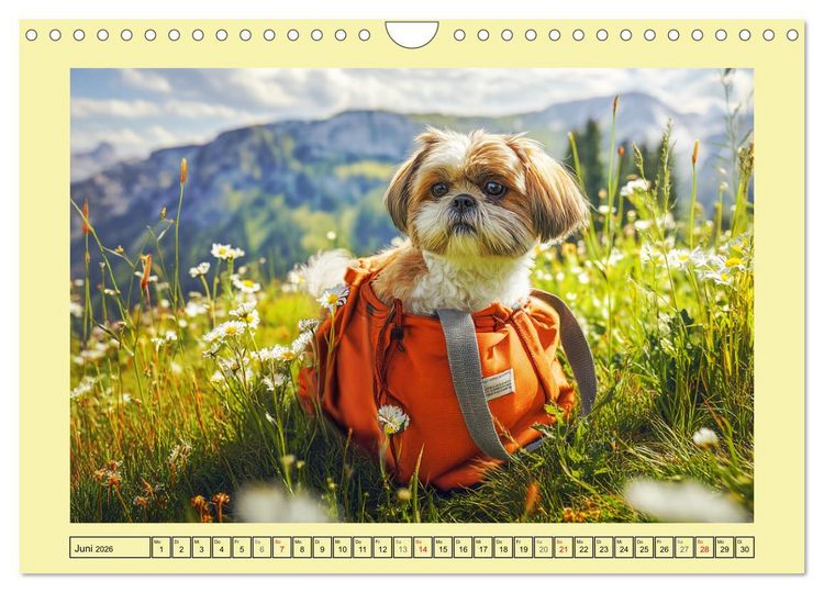Produktbild: Shih Tzu Gl&uuml;ck. Zauberhafte Hunde im alpinen Wandergl&uuml;ck (Wandkalender 2026 DIN A4 quer), CALVENDO Monatskalender