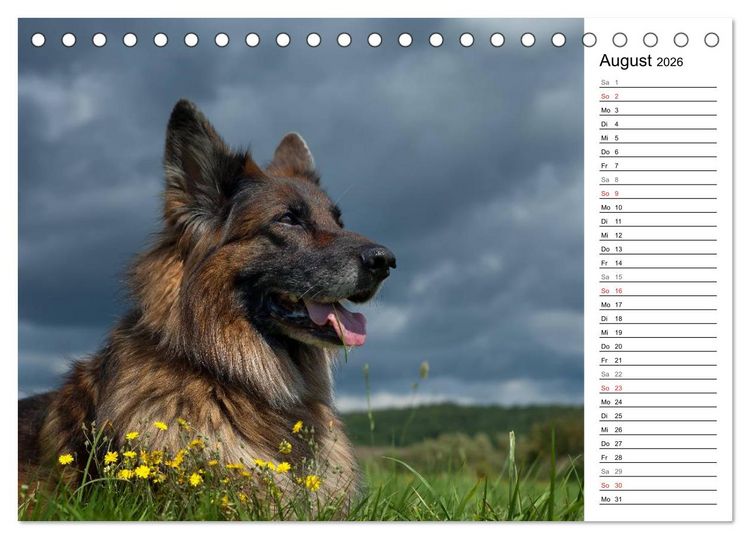 Produktbild: Zauberhafte Langhaar Sch&auml;ferhunde (Tischkalender 2026 DIN A5 quer), CALVENDO Monatskalender