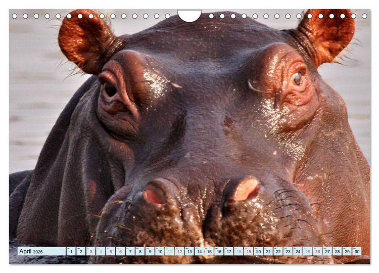 Produktbild: Tiere Schau mir in die Augen (Wandkalender 2026 DIN A4 quer), CALVENDO Monatskalender