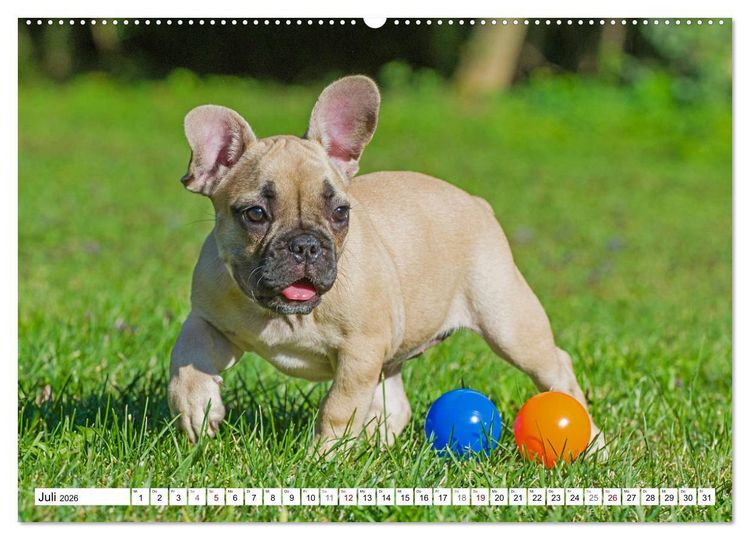 Produktbild: Kleiner Kobold Franz&ouml;sische Bulldogge (hochwertiger Premium Wandkalender 2026 DIN A2 quer), Kunstdruck in Hochglanz