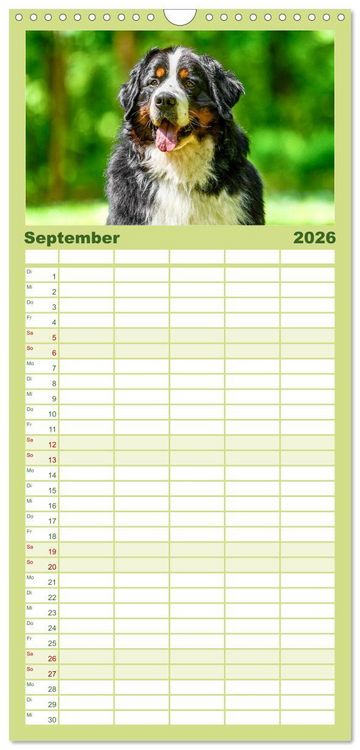 Produktbild: Familienplaner 2026 - Berner Sennenhunde - Traumhunde mit Charme mit 5 Spalten (Wandkalender, 21 x 45 cm) CALVENDO
