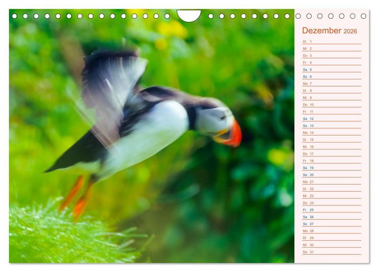 Produktbild: Papageitaucher auf Island (Wandkalender 2026 DIN A4 quer), CALVENDO Monatskalender