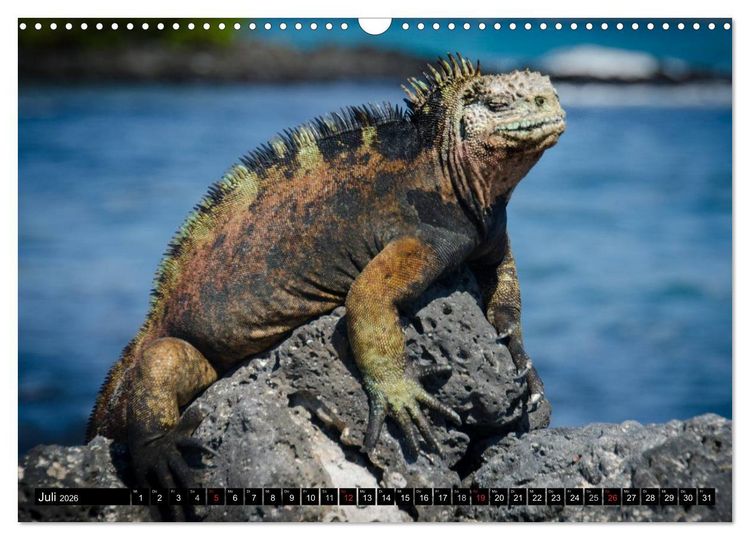 Produktbild: Leguane auf Galapagos (Wandkalender 2026 DIN A3 quer), CALVENDO Monatskalender