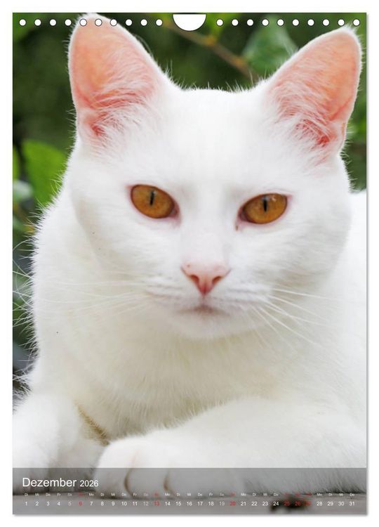 Produktbild: KATZEN AUGEN BLICKE (Wandkalender 2026 DIN A4 hoch), CALVENDO Monatskalender
