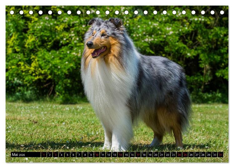 Produktbild: Collie - Mein bester Freund (Tischkalender 2026 DIN A5 quer), CALVENDO Monatskalender