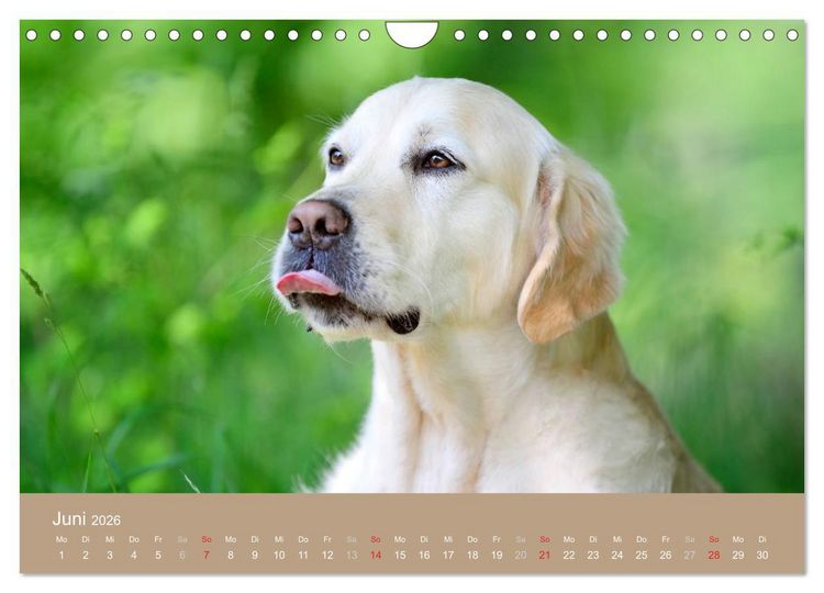 Produktbild: Golden Retriever (Wandkalender 2026 DIN A4 quer), CALVENDO Monatskalender