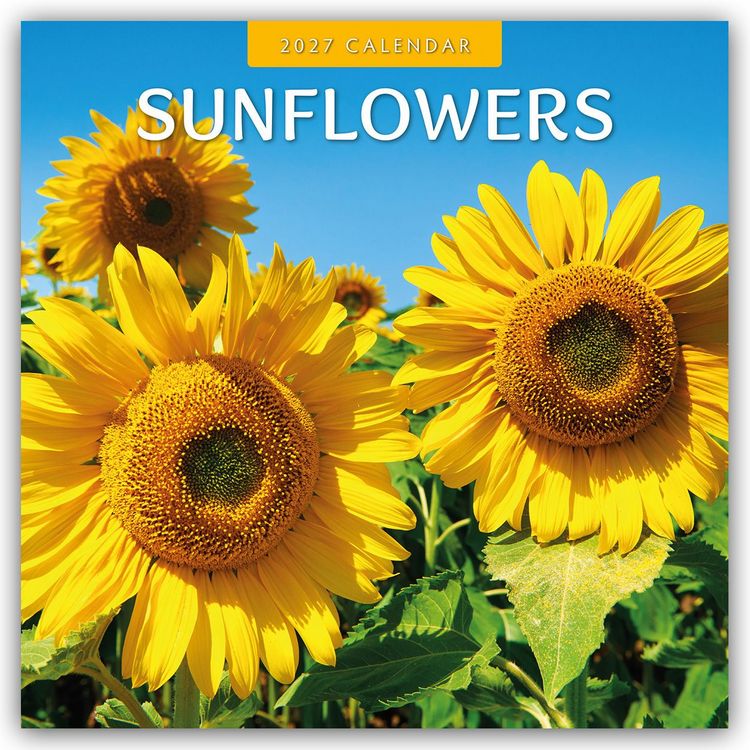 Produktbild: Sunflowers &ndash; Sonnenblumen 2027 &ndash; 16-Monatskalender